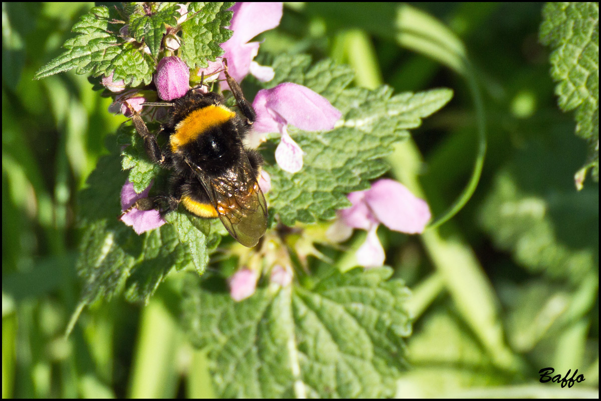 Bombus terrestris